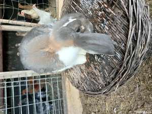 vând iepuroi berbec german  - imagine 2