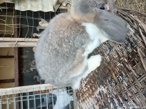 vând iepuroi berbec german 