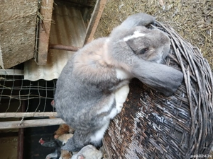 vând iepuroi berbec german  - imagine 3