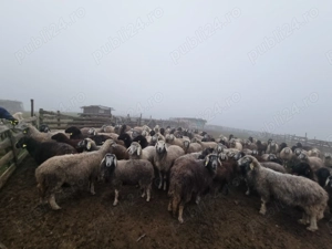 URGENT - Vând turma de oi, preț negociabil - imagine 3