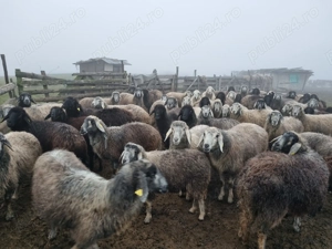 URGENT - Vând turma de oi, preț negociabil - imagine 2