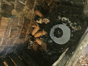 Vând purcei  - imagine 4