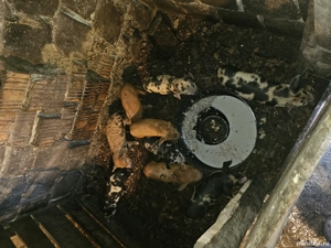 Vând purcei  - imagine 2