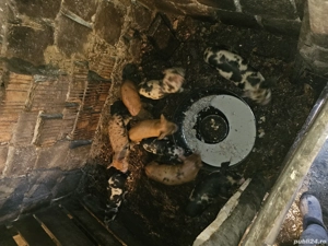 Vând purcei  - imagine 3