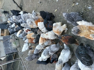 vând cocoși rasă Brahma. 