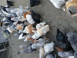 vând cocoși rasă Brahma.  - imagine 3