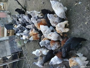 vând cocoși rasă Brahma.  - imagine 2