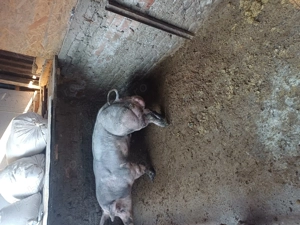 Vand vier Pietran - imagine 2