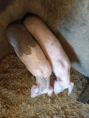 Purcei, aproape 3 luni