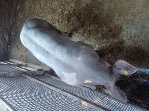 Vand vier Pietran - imagine 4