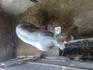 Vand vier Pietran - imagine 5