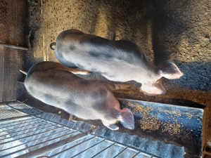 Vand scrofițe  - imagine 3