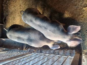 Vand scrofițe  - imagine 2