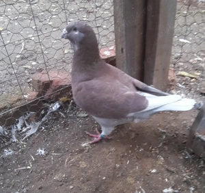 Porumbeii standard  - imagine 2