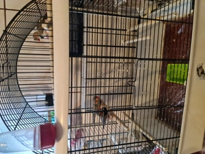 Donez 3 cinteze - imagine 2