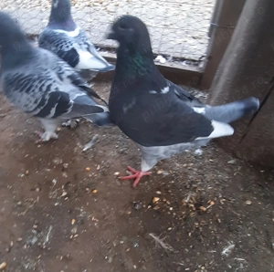 Porumbeii standard  - imagine 4