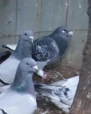 Porumbeii standard  - imagine 5