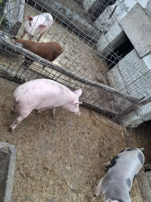 Purcei de vanzare  - imagine 4