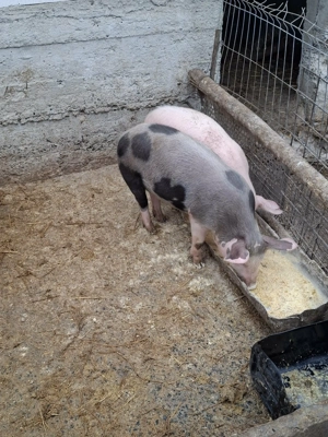 Purcei de vanzare  - imagine 3