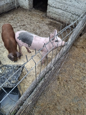 Purcei de vanzare  - imagine 5