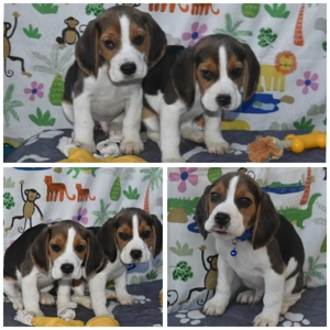 Pui beagle,pedigree  - imagine 3