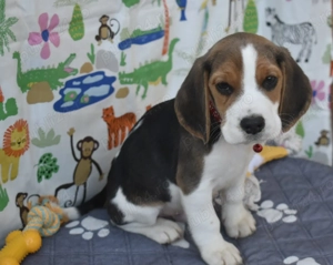 Pui beagle,pedigree 