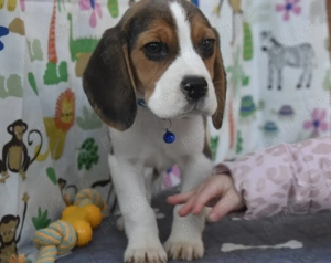 Pui beagle,pedigree  - imagine 2