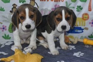 Pui beagle,pedigree  - imagine 5