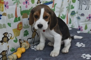 Pui beagle,pedigree  - imagine 4