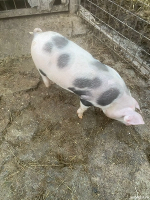 Vând purcele  - imagine 3