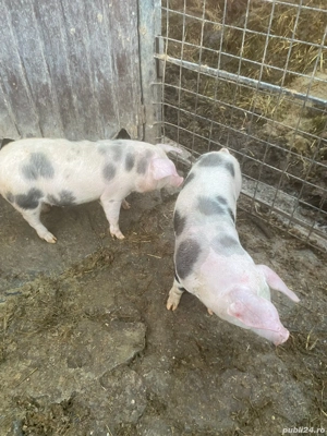 Vând purcele  - imagine 2