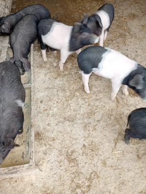 Vând purcei - imagine 2