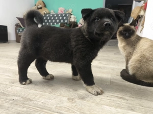 Caței Akita American  - imagine 2