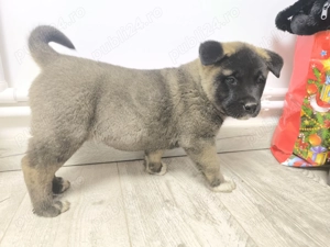 Caței Akita American  - imagine 5