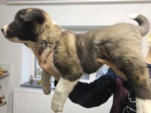 Caței Akita American  - imagine 3