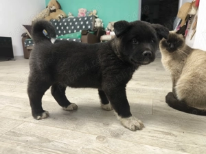 Caței Akita American  - imagine 4