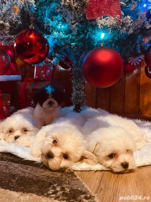 Căței Bichon de vânzare   adorabili și jucăuși - imagine 2