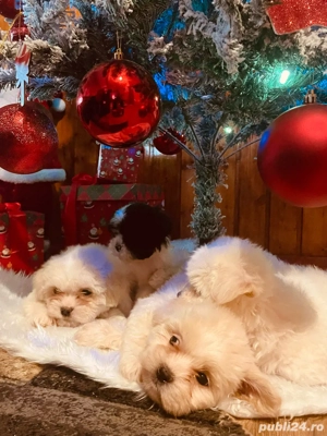 Căței Bichon de vânzare   adorabili și jucăuși - imagine 3