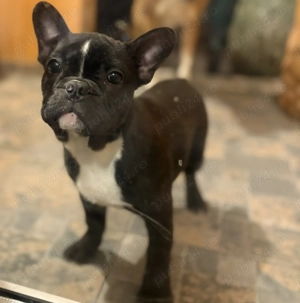 Buldog francez femela