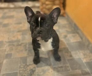 Buldog francez femela - imagine 2