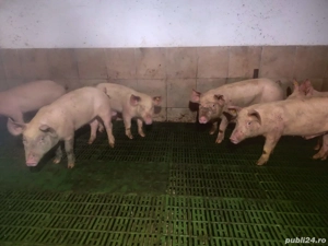 Purcei pentru crescut  - imagine 2