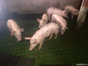 Purcei pentru crescut  - imagine 5