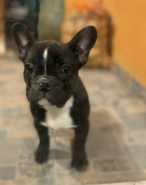 Buldog francez femela - imagine 3