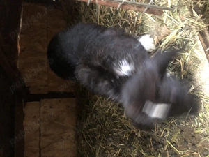 Iepurasi diferite varstre 