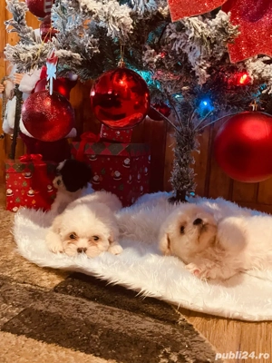 Căței Bichon de vânzare   adorabili și jucăuși - imagine 4