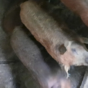Purcei din mama mangalita si tata durok
