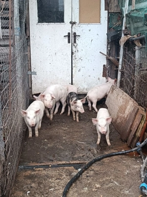 De vânzare: 6 purcei, 3 scrofițe și 3 mascuri, vârstă 13 săptămâni! - imagine 3