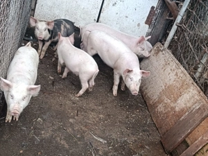 De vânzare: 6 purcei, 3 scrofițe și 3 mascuri, vârstă 13 săptămâni! - imagine 2