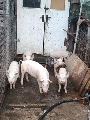 De vânzare: 6 purcei, 3 scrofițe și 3 mascuri, vârstă 13 săptămâni! - imagine 6
