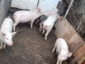 De vânzare: 6 purcei, 3 scrofițe și 3 mascuri, vârstă 13 săptămâni! - imagine 5